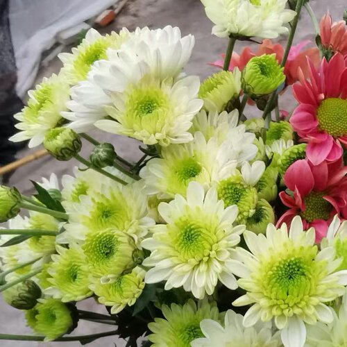 美达菊花雏菊院子庭院春秋开花