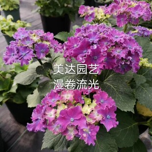 进口新品大花绣球花苗 漫卷流光 波浪边包对版 有1加仑大苗