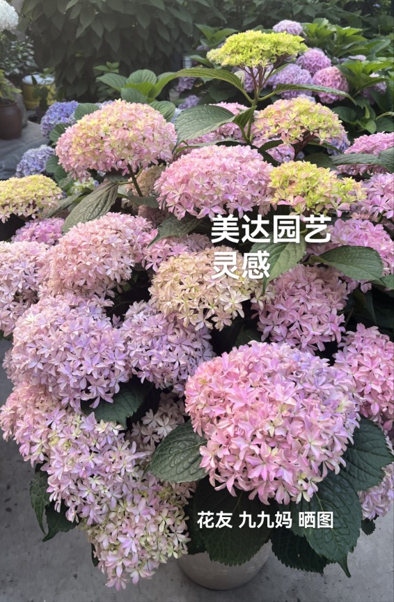 大花绣球大花绣球灵感