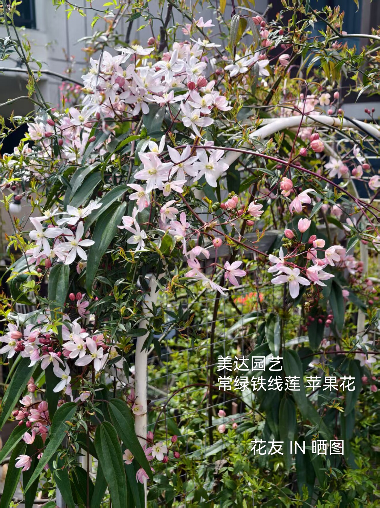 进口品种常绿铁线莲爬藤植物庭院子 苹果花小苗花卉1加仑盆栽大苗