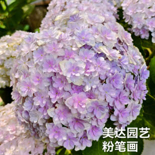 粉笔画 千穗 新品花色多变 进口大花绣球花苗 植物盆栽花卉 小苗