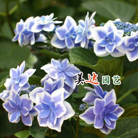 金平糖日本素材模板 金平糖日本图片下载 小麦优选