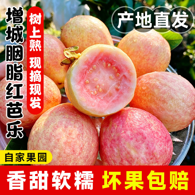 正宗广州增城胭脂红番石榴红心芭乐软糯鸡屎果香孕妇中秋水果顺丰