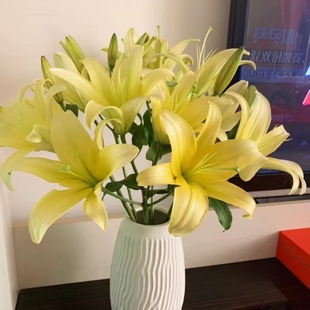 【顺丰空运】精品A级黄天霸百合鲜花大头特级香水百合基地直发