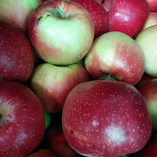 2025辽宁红玉苹果老红玉苹果酸甜孕妇水果现摘现发五斤包邮