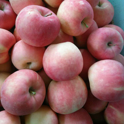 盖州苹果甜脆寒富苹果红富士苹果新鲜水果脆甜多汁当季