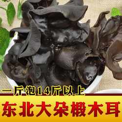 东北黑木耳椴木大朵 木耳 500g 干货肉厚无根新货木耳