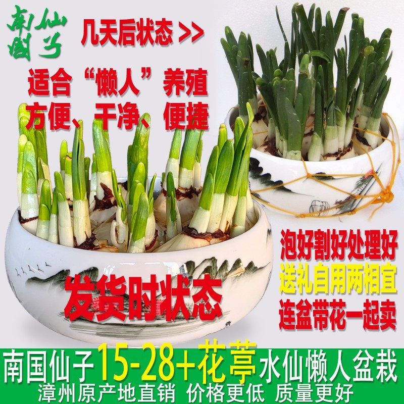 南国仙子漳州水仙花种球带盆冬季春节元宵花卉已养护懒人盆栽,鲜花速递/花卉仿真/绿植园艺,种球/裸根,淘宝优惠券,粉丝福利购,淘宝优惠卷