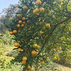 广东德庆皇帝柑桔子皇妃贡柑特价老树小果新鲜水果10斤包邮