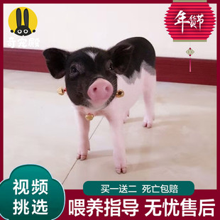 泰国小香猪活体幼崽家养纯种宠物猪可爱萌宠网红猪仔长不大迷你猪