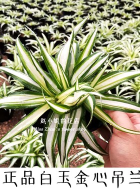 赵小姐正品稀有白玉吊兰盆栽