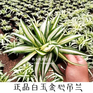 赵小姐【汉白玉金心吊兰】白叶白心宽叶吊兰室内垂吊植物