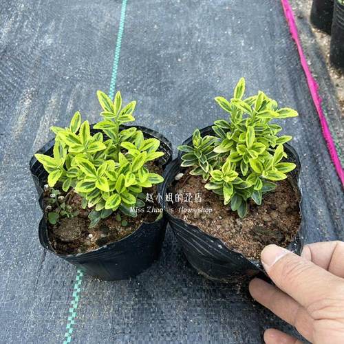 赵小姐【小叶金边雀舌黄杨】盆栽好养绿植盆景