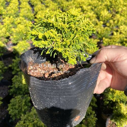 黄金羽石化桧柏室内外净化空气