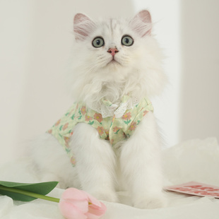 猫咪衣服夏季 可爱幼猫背心 宠物小猫银渐层猫猫薄款 英短蓝猫夏无袖