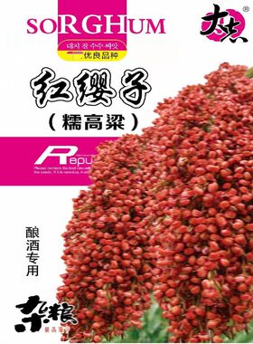 高产种子早熟大志早熟矮杆高粱