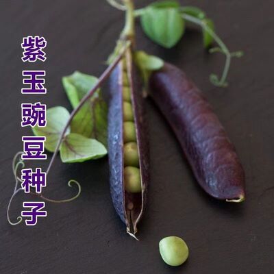 紫豌豆种子 吃荚脆甜豌豆种子非转基因 荷兰豆种子可生吃蔬菜种籽