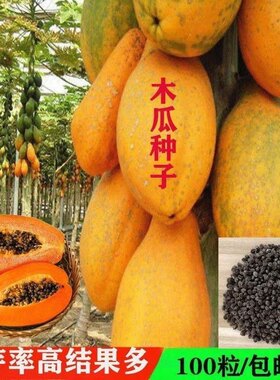 海南冰糖木瓜种子高产水果种子红妃矮珠型木瓜种红心牛奶木瓜种籽