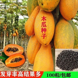 海南冰糖木瓜种子高产水果种子红妃矮珠型木瓜种红心牛奶木瓜种籽