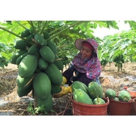 进口杂交种特大高产红心木瓜种籽农友红妃木瓜种子籽水果木瓜种孑