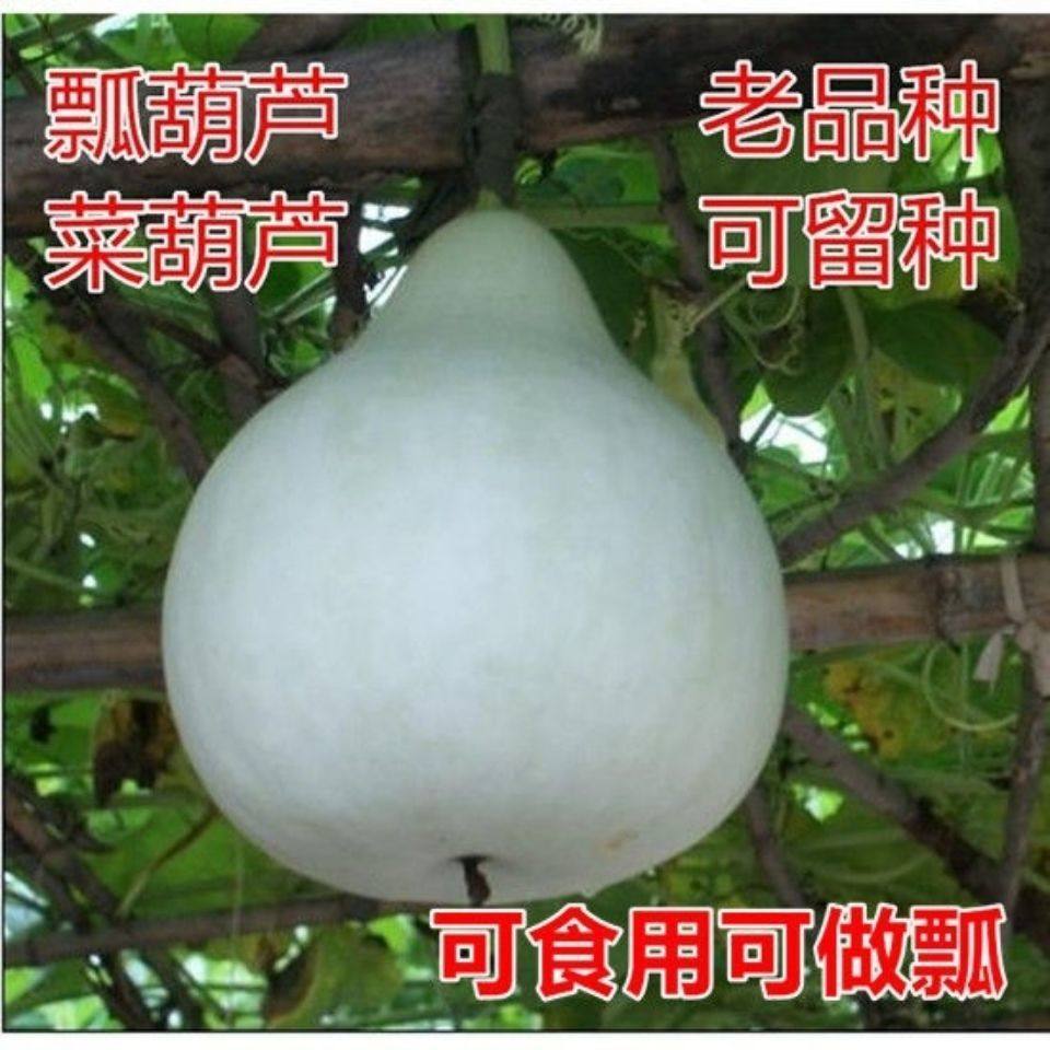 食用菜葫芦种子超大菜葫芦种子瓢葫芦种子可以做水瓢食用葫芦种子