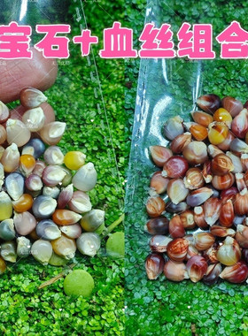 文玩玉米种子精挑细选大颗粒高冰透血丝宝石寿桃七彩系列满足种植