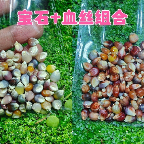 文玩玉米种子精挑细选大颗粒高冰透血丝宝石寿桃七彩系列满足种植