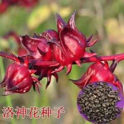 景观种子Aichen/艾辰园艺
