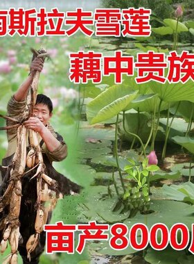 雪莲种子高产深水莲藕适合池塘湖泊大型荷花南斯拉夫雪莲藕雪藕种
