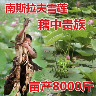 雪莲种子高产深水莲藕适合池塘湖泊大型荷花南斯拉夫雪莲藕雪藕种