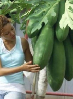 番木瓜种子甜瓜树种子红心木瓜种子红心牛奶木瓜籽树上熟薄皮多汁