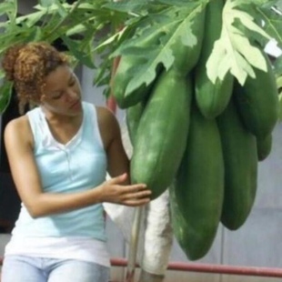 番木瓜种子甜瓜树种子红心木瓜种子红心牛奶木瓜籽树上熟薄皮多汁