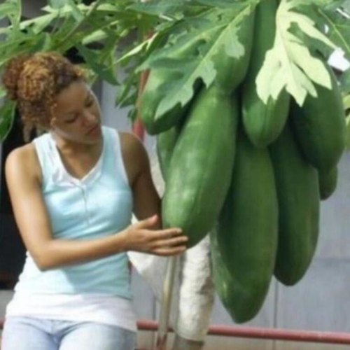 种子种籽Aichen/艾辰园艺