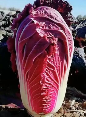 营养紫美人白菜种子里外紫色大白菜四季播种庭院田地有机蔬菜籽