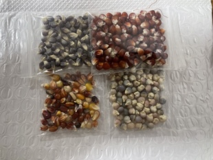 迷你玉米种子宝石琉璃迷你玉米种子 血丝玉米玛瑙玉米