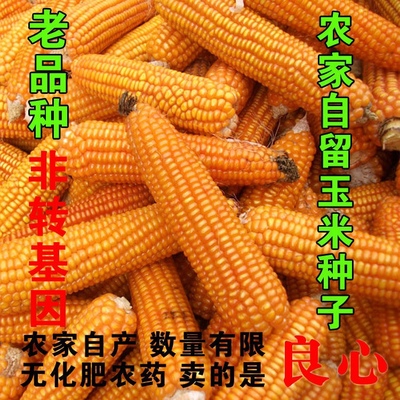 非转基因杂交玉米农家