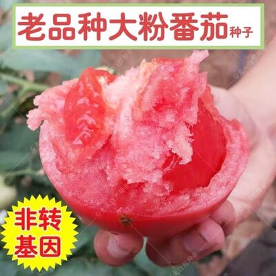 老品种大番茄种子毛粉大沙瓤西红柿种籽水果种孑蔬菜瓜果高产