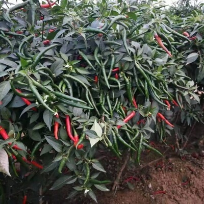 一代杂交单生朝天椒种子朝天辣椒小米辣超辣高产农家辣椒蔬菜种子