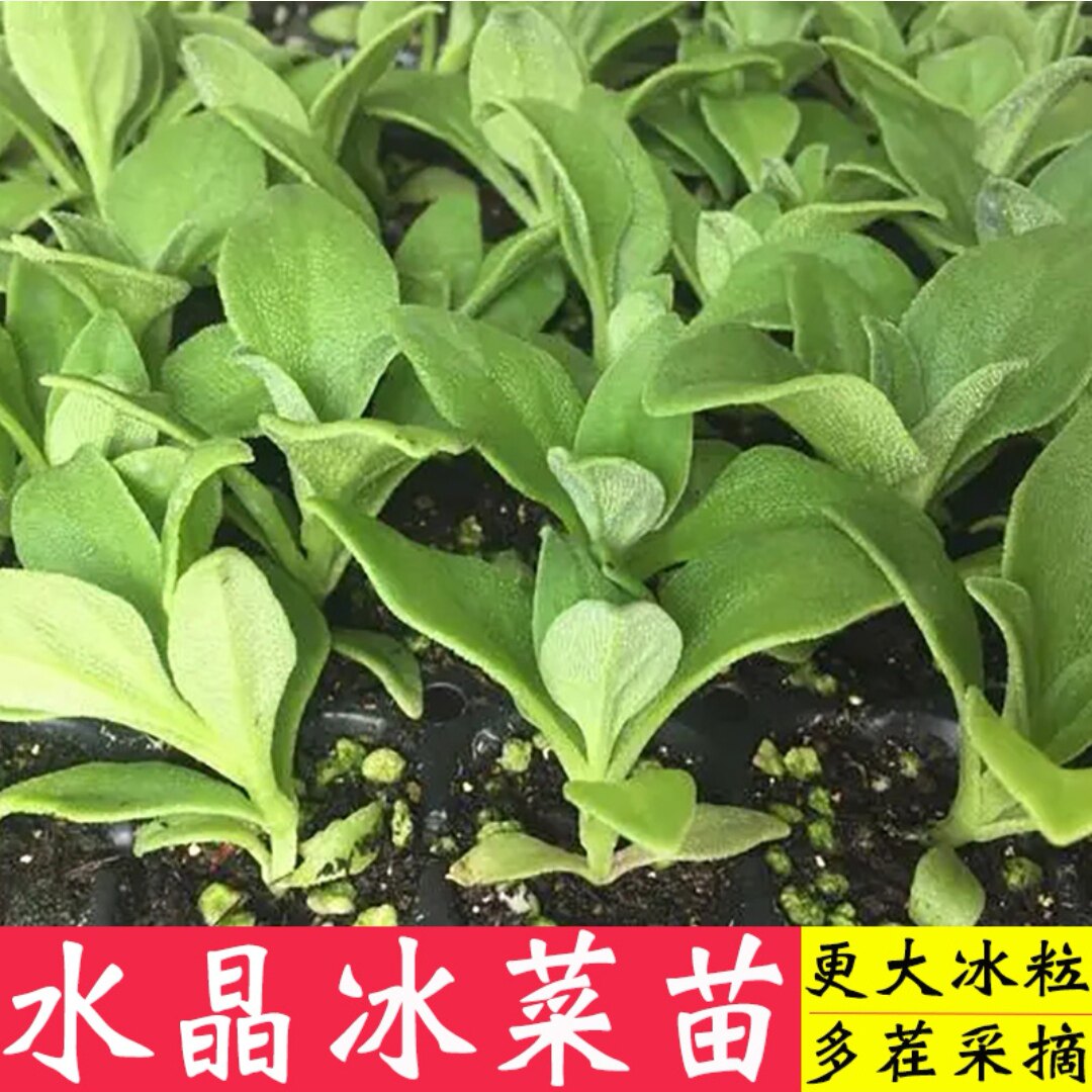 水晶冰菜种子冰草种籽春秋季四季阳台盆栽青菜籽蔬菜种孑包邮