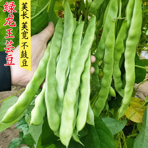蔬菜荷兰种孑四季豆