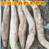 野生葛根安徽泾县土特产大山现挖葛根洗粉生葛根