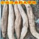 野生葛根安徽泾县土特产大山现挖葛根洗粉生葛根
