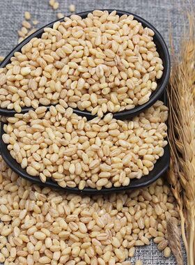 苏北农家小麦仁大麦仁去皮小麦粒谷物煮粥配料五谷杂粮营养食用