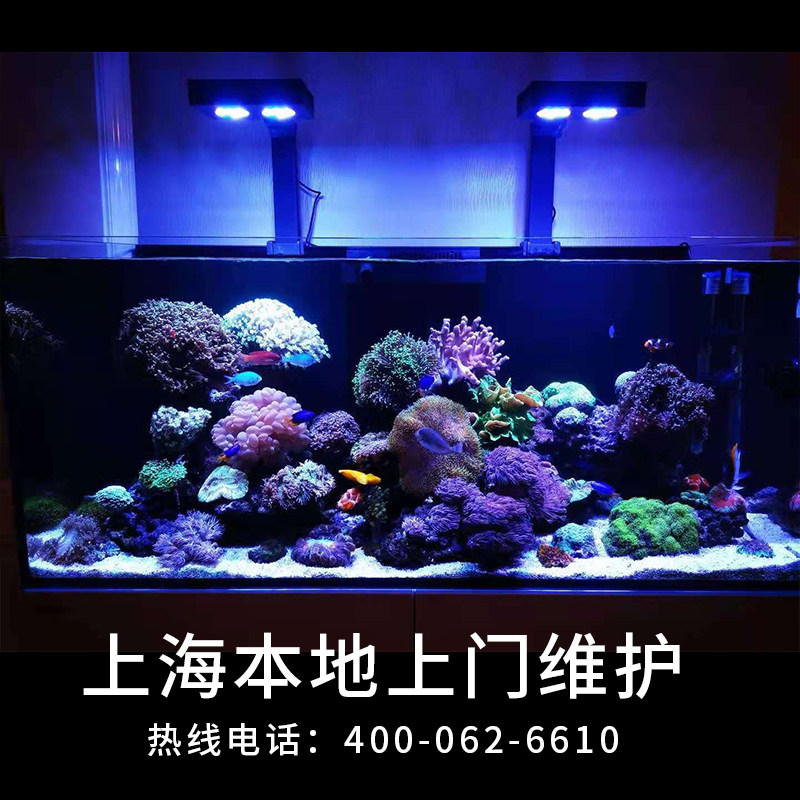 海水服务 上海鱼缸维护 鱼缸清洁 鱼缸清洗 水族箱清理海缸造景