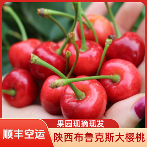 陕西大樱桃3斤冰鲜包邮