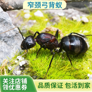 宠物蚂蚁窄颈弓背蚁窄颈弓背蚁新后茧子 蚂蚁活体 弓背蚁新后