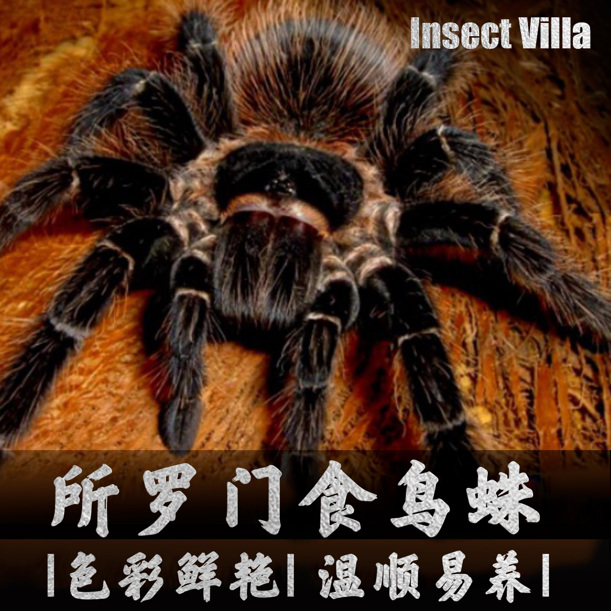 巴西索罗门巨形状捕鸟蛛