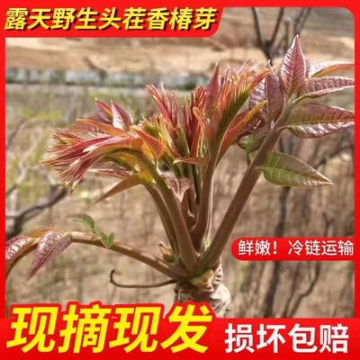 现摘现发应季山东露天纯野生头茬香椿芽新鲜红油香春芽嫩芽蔬菜