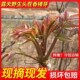 现摘现发应季 山东露天纯野生头茬香椿芽新鲜红油香春芽嫩芽蔬菜