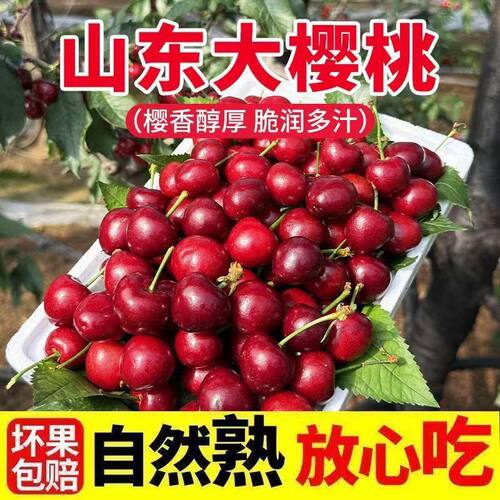 现摘当季山东泰安露天大樱桃美早孕妇新鲜水果国产车厘子